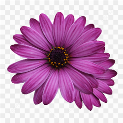A beautiful flower 