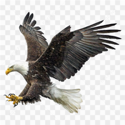 Bald eagle winged flying swoop attack hand draw and paint on transparent background PNG