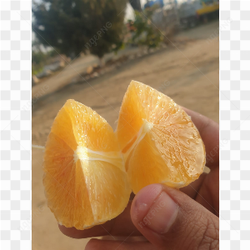 Organic Citrus Fruit