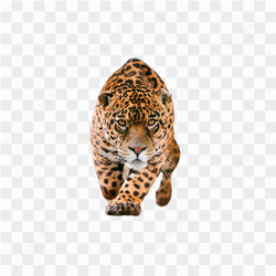 Graceful Jaguar Predator
