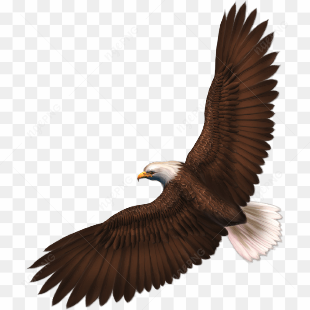 Majestic Eagle Bird