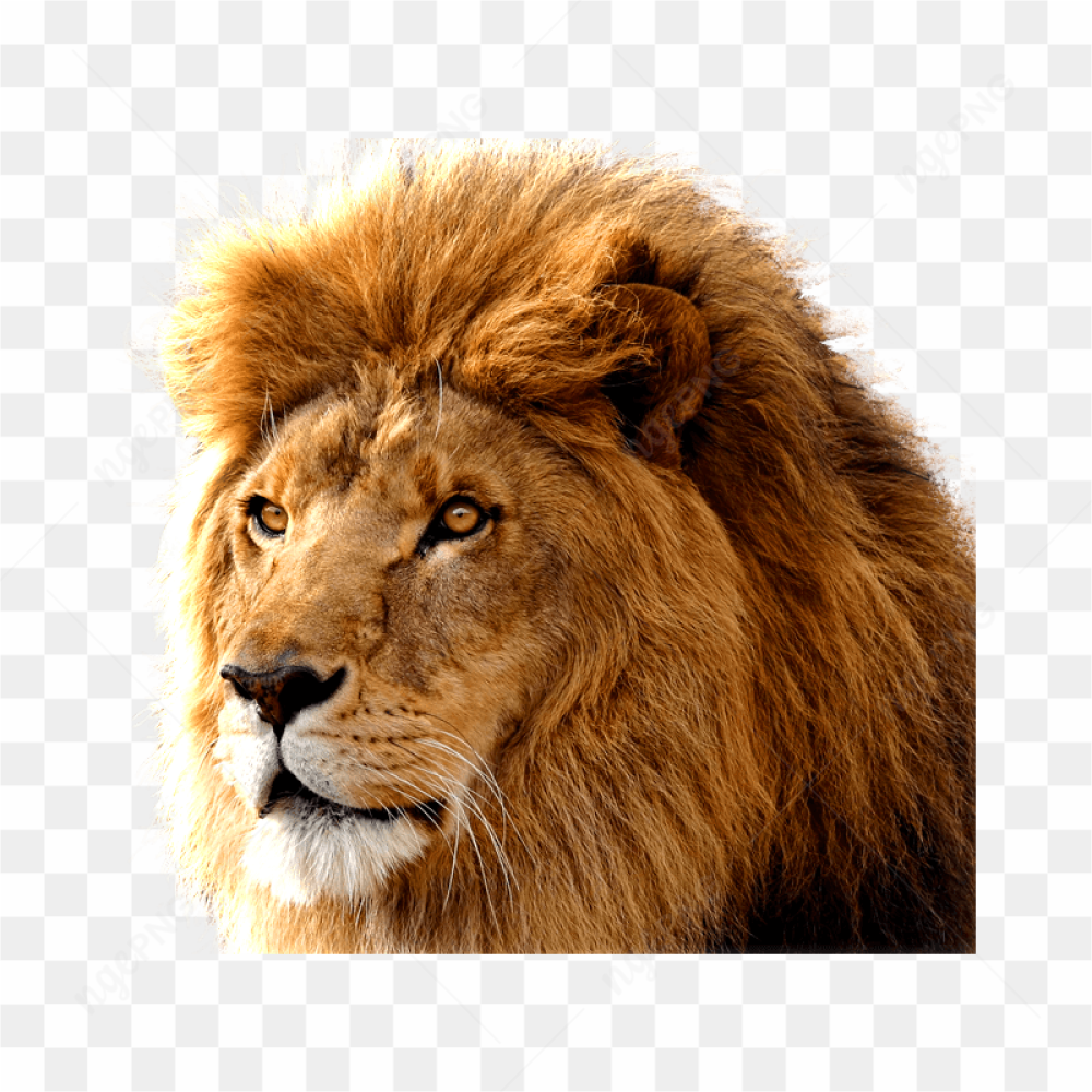 Majestic Lion Portrait