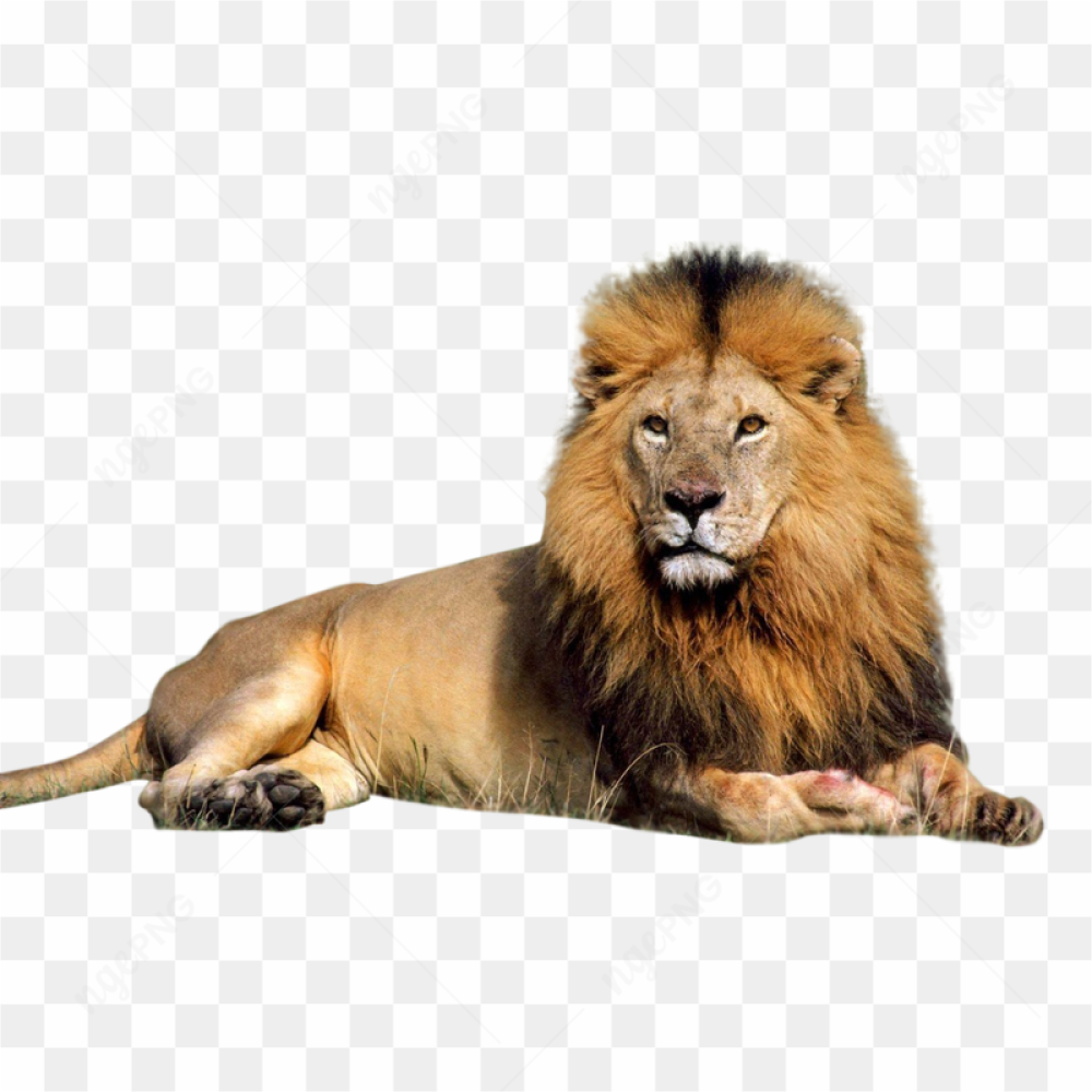 Majestic Lion Portrait