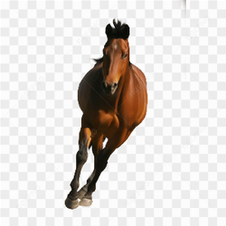 Galloping Wild Horse