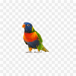Colorful Parrot Perched