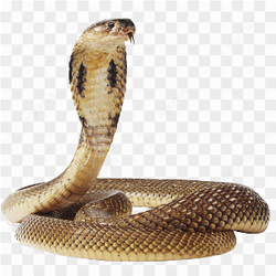 Giant Anaconda Snake