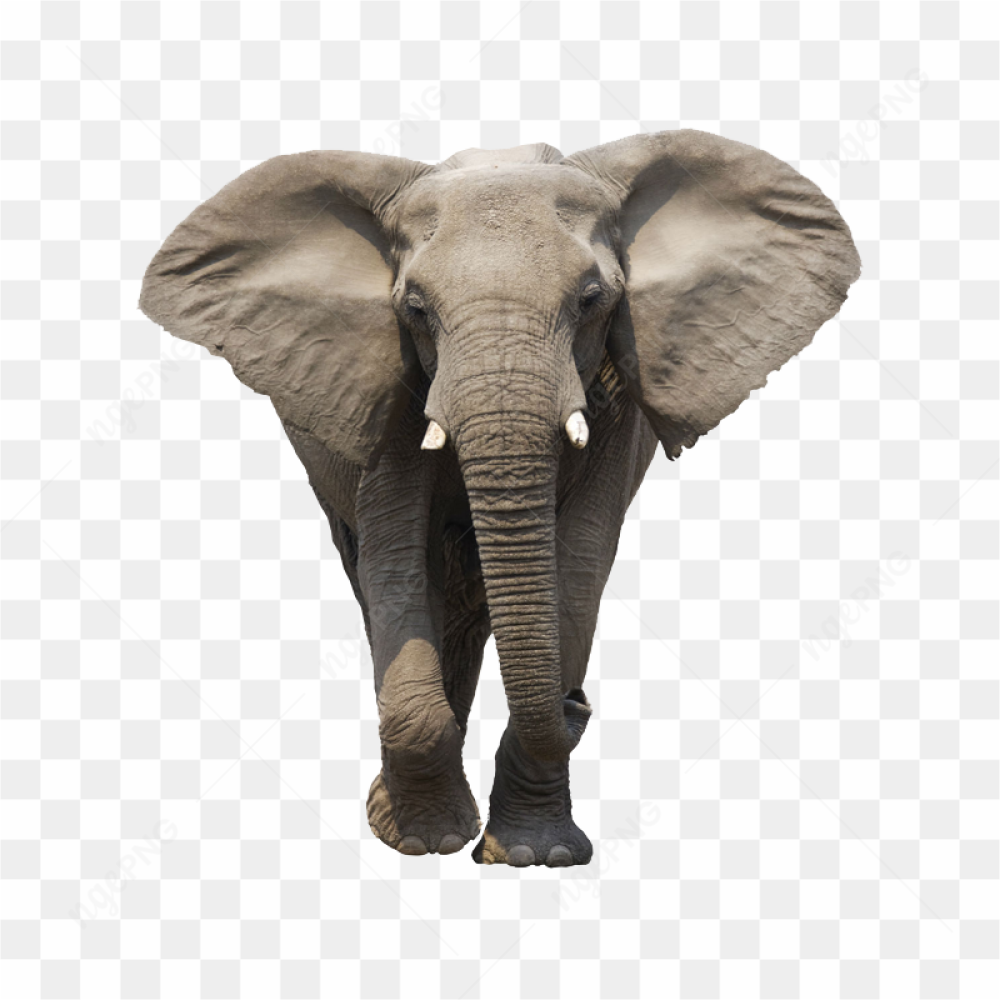 Majestic Elephant Portrait