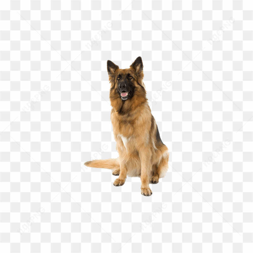 German Shepherd Dog