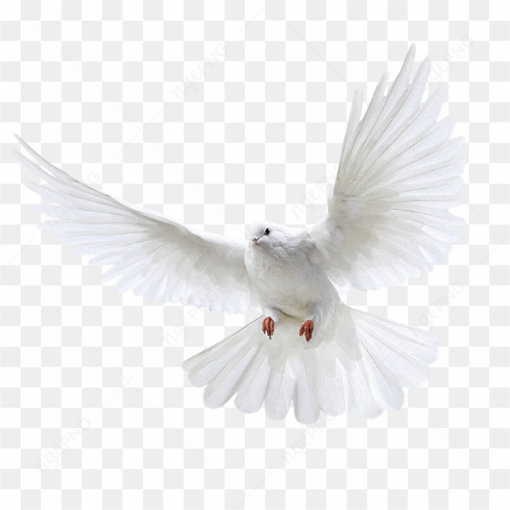 White Flying Pigeon