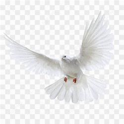 White Flying Pigeon