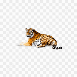 Majestic Tiger Portrait