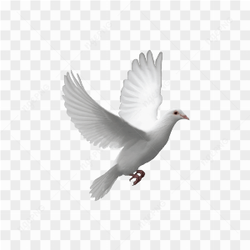  White Flying Pigeon