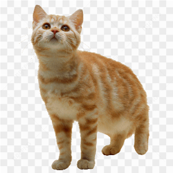 Adorable Cat Portrait
