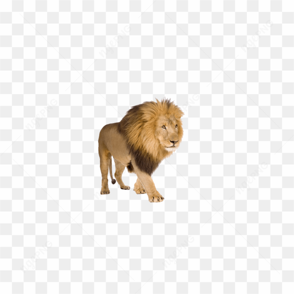Majestic Lion Portrait