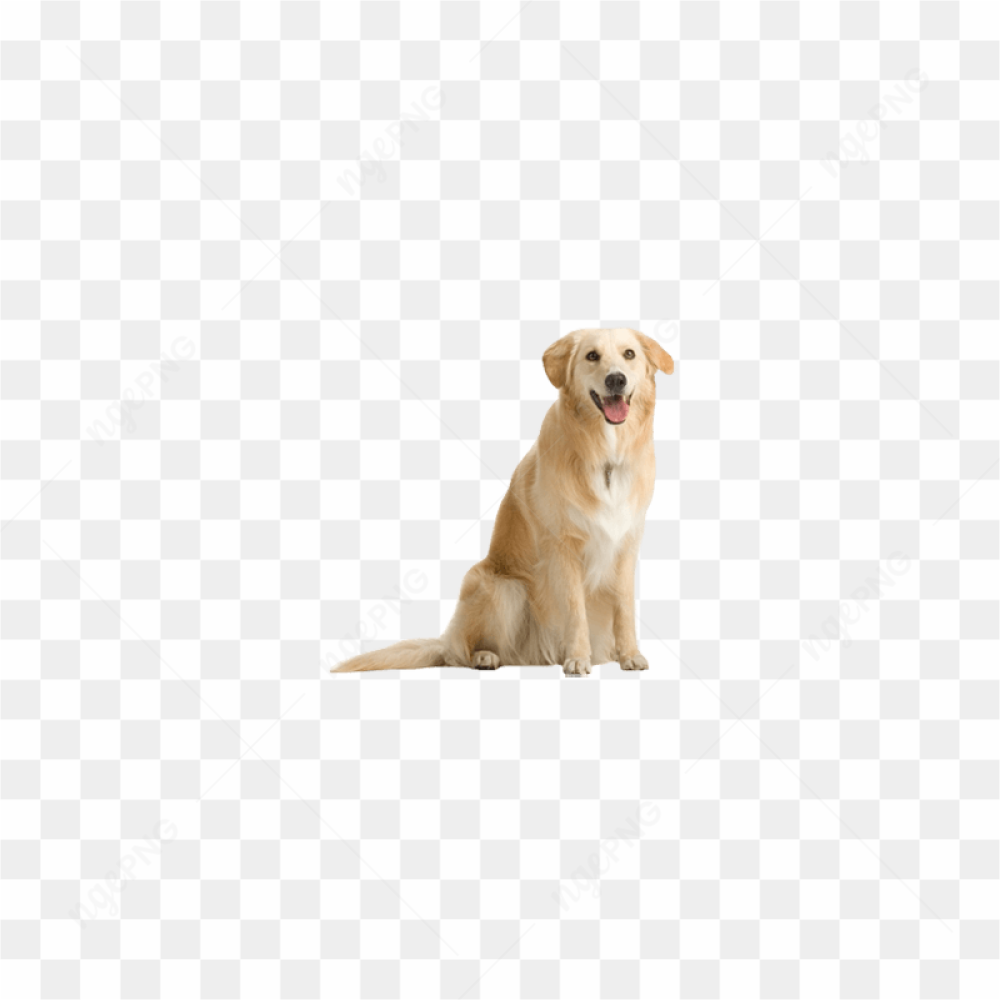  Playful Dog Portrait
