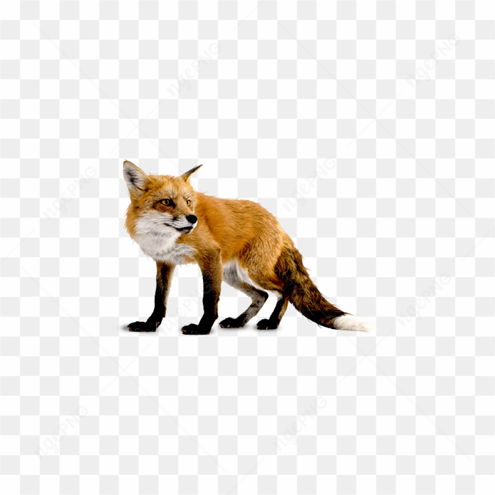 Curious Fox Portrait