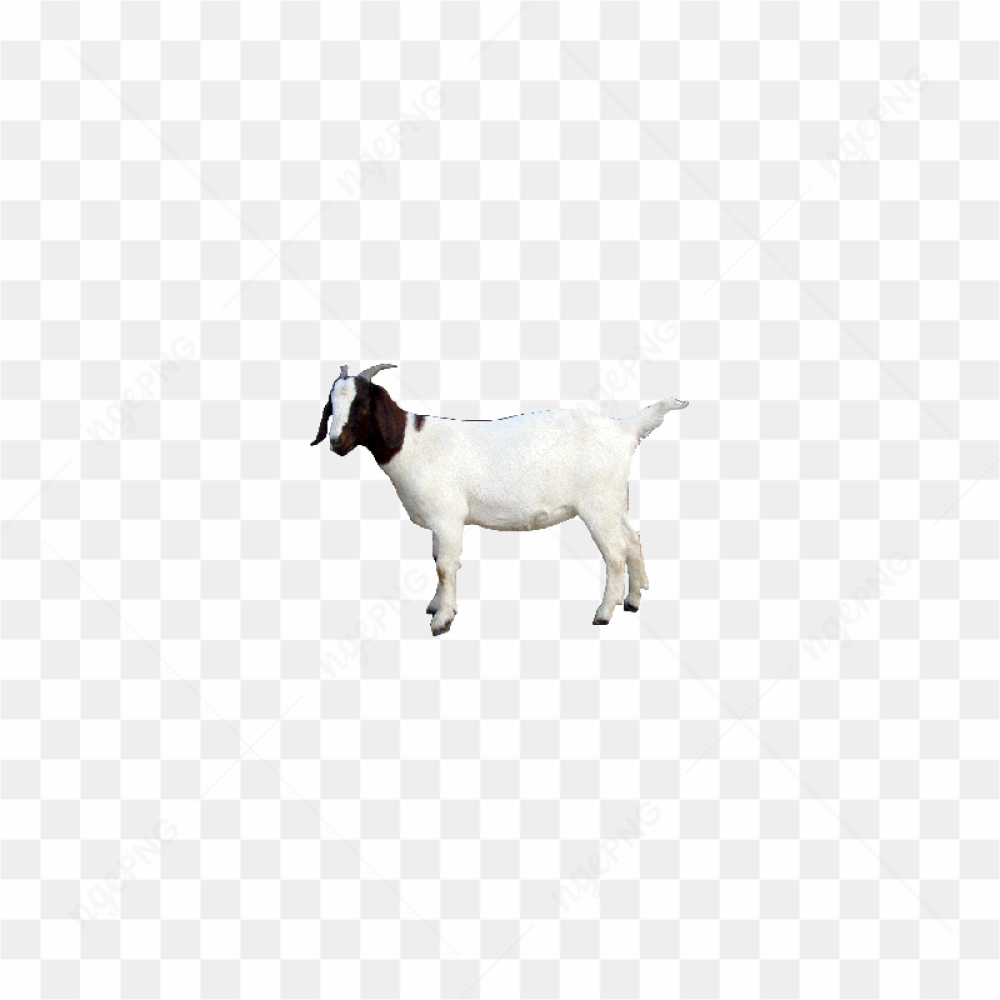 Majestic Goat Portrait