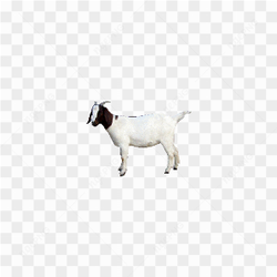 Majestic Goat Portrait