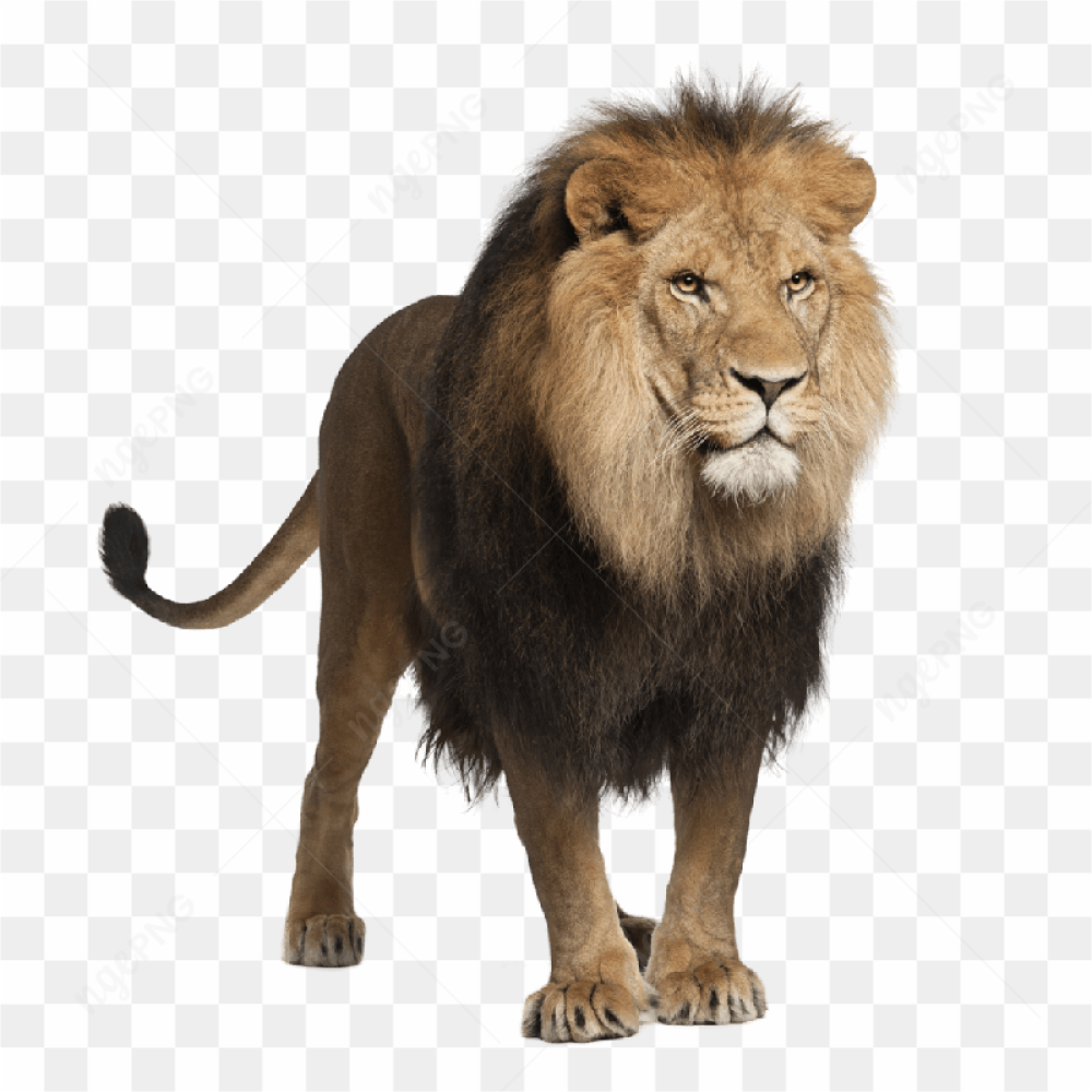 King jungle, wild predator, big cat