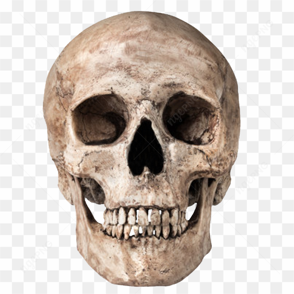 Skull Illustration Art