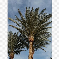 Rare palm trees