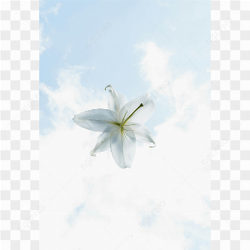 The Jasmine flower