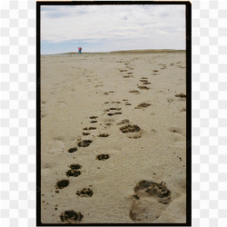 Walking in the sand