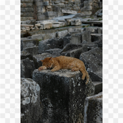 Sleep refreshes me