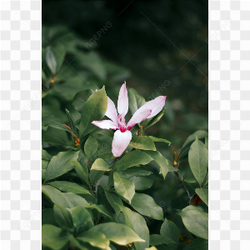 Always stand out