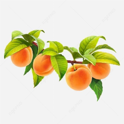 A sprig of ripe apricots