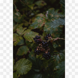 Taste these berries