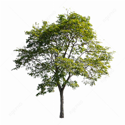 PNG Isolated tree