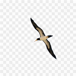 Big bird in flying