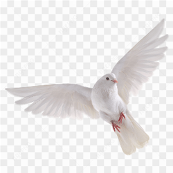 White bird flying