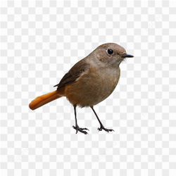 Bird with small eyes