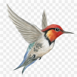 Beauty bird flying