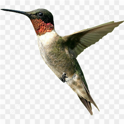 Flying up bird