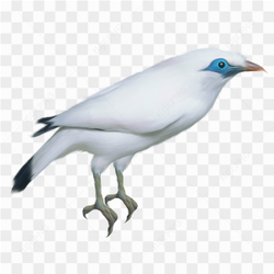 White blue eyes bird