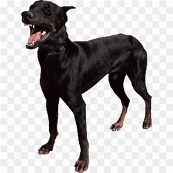 Big dog black