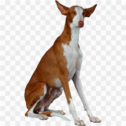 Very big dog