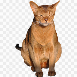 Sleepy brown cat