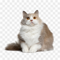 Cat with orange eyes watching