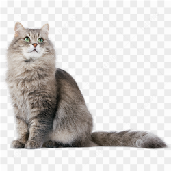 Big cat watchin with green eyes