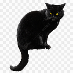 Angry black cat with orange yellow eyes