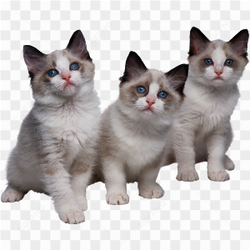 3 kittens 3 cats