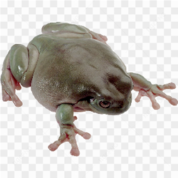 Real grey frog
