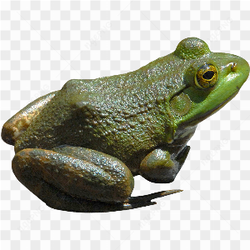 Real big frog