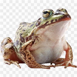 Biggg frog real