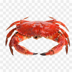 Real crab red