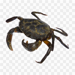 Black crab big